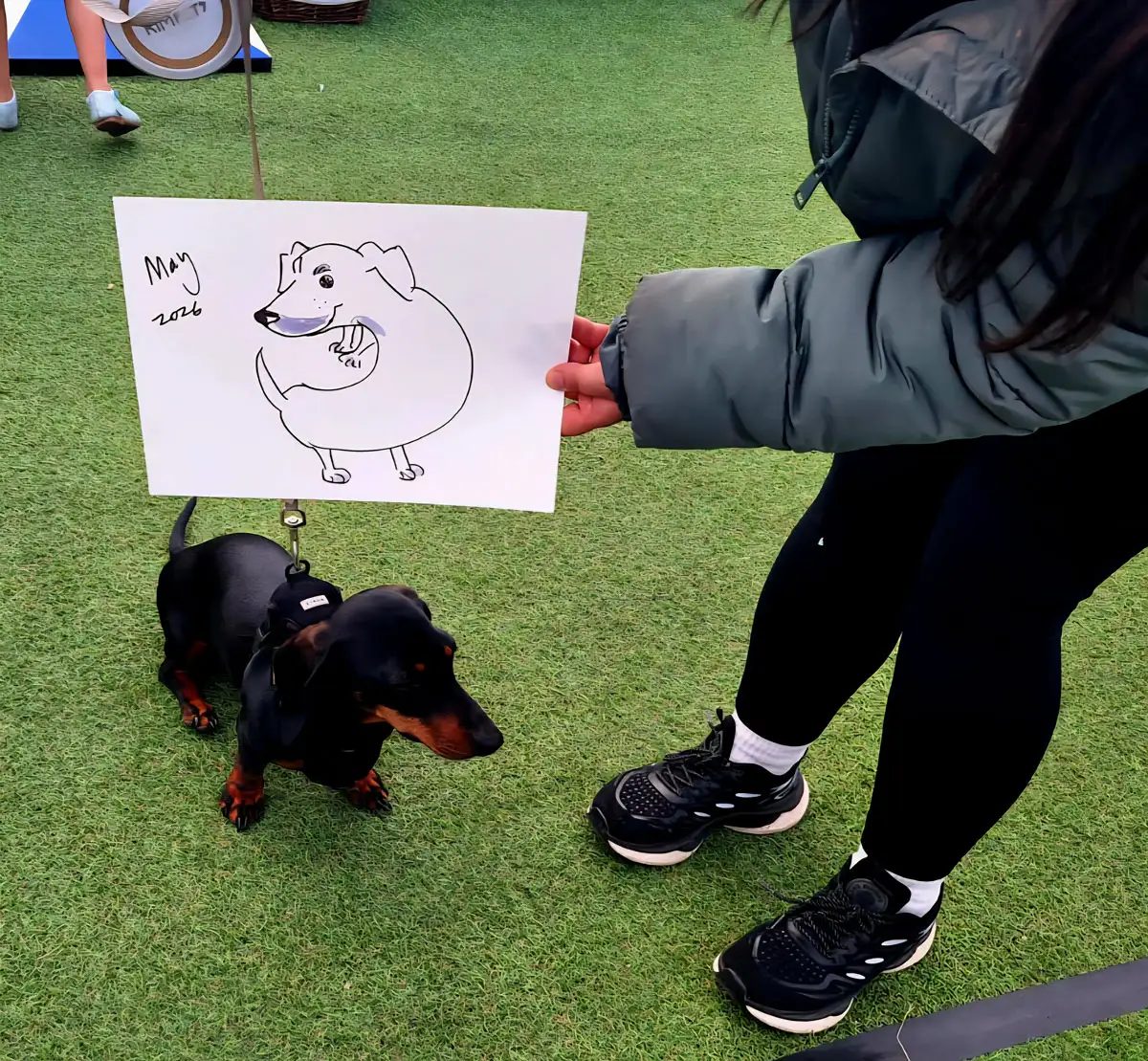 A cartoon portrait of a dachshund held up next to the dog itself